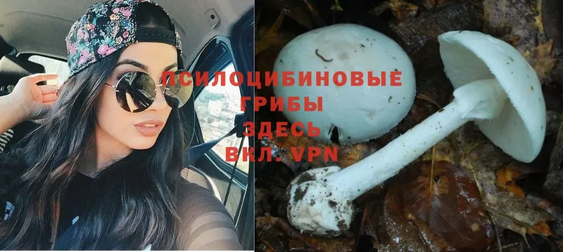 Галлюциногенные грибы Psilocybe  Переславль-Залесский 